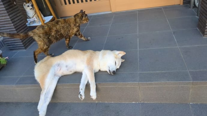 今朝はキーちゃん