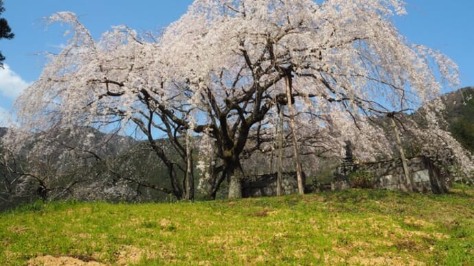 愛媛　ちょうど満開！見事な小越のしだれ桜