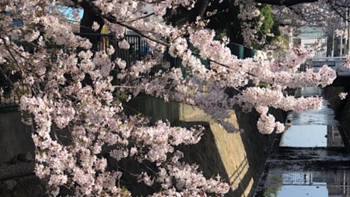 名残りの桜　近場ツアー
