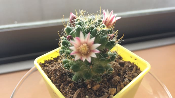 ダイソーのサボテンが咲いた