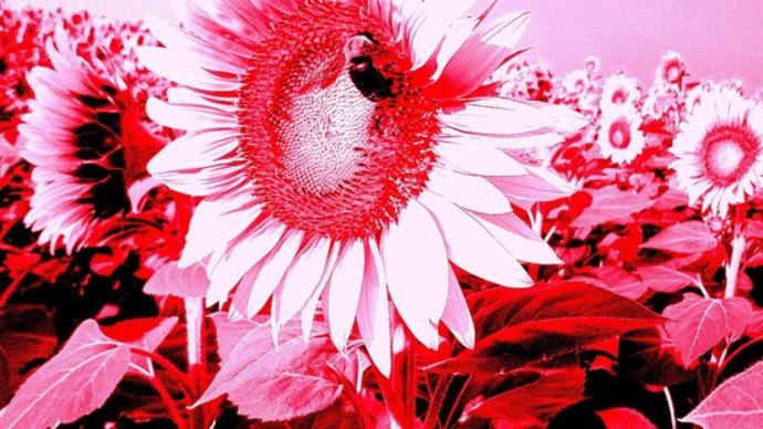 👼🐉【ヒマワリ】を吸蜜の〖マルハナバチ〗光景❢❢
