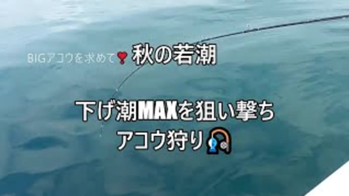 アコウハンター参戦❕秋の若潮❣潮流を見極めてアコウが入食いに❣