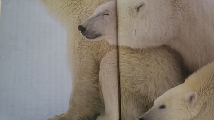 アラスカのオオカミ