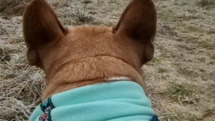 ネックウォーマー