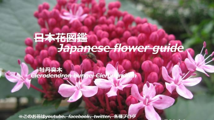 庭に野性?!Wild in the garden? !!