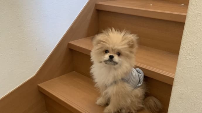 階段登ったけど、、、降りられません💦