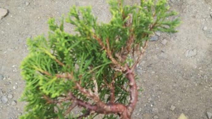 真柏の芽摘み 剪定 その2