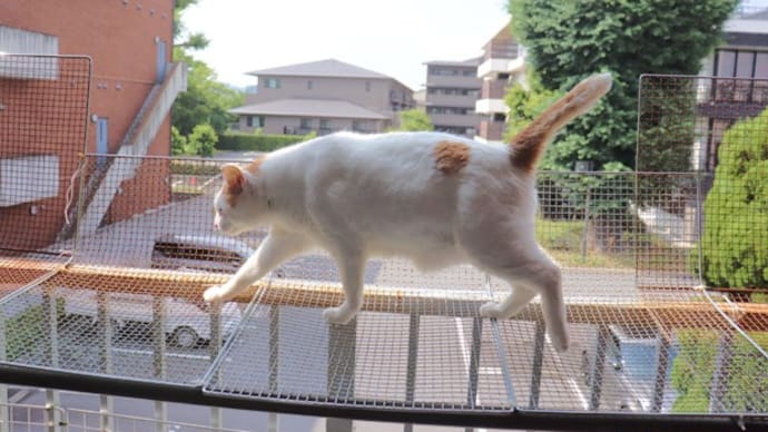 今朝のシロ