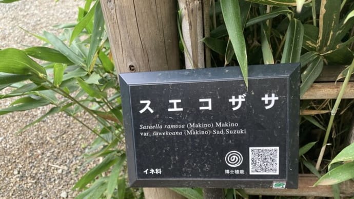 らんまんロス、スエコザサ