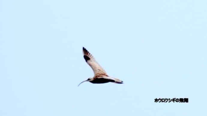 04/16探鳥記録写真:芦屋町:洞山の鳥たち(ホウロクシギの飛翔、イソヒヨドリ♂、)