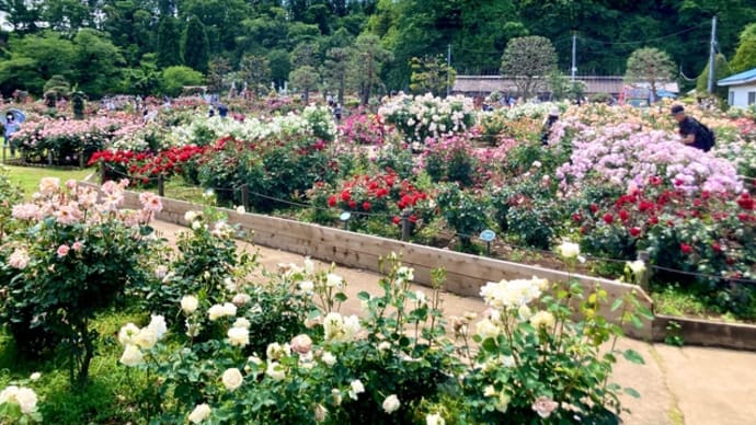 バラ園&ハーブ園