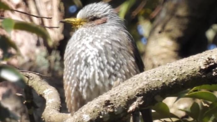 奥能登の野鳥たちと九十九里の春の小川〈英訳付〉
