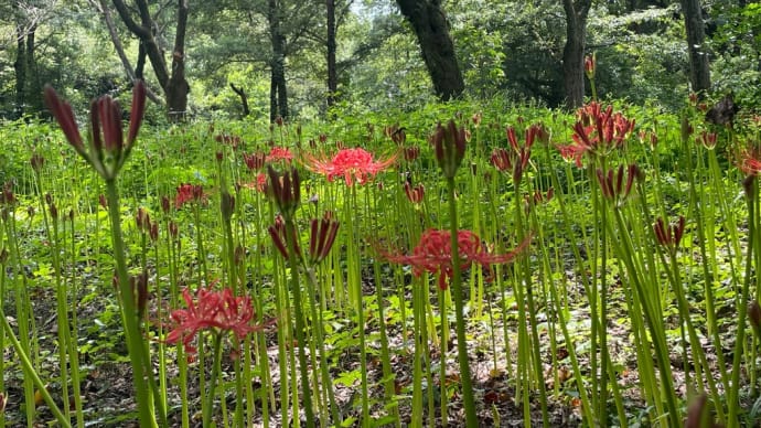 ヒガンバナの開花始まる