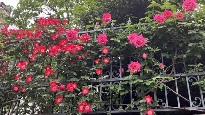 満開の薔薇が素晴らしいピアノ教室のお庭