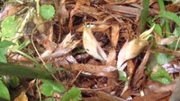 ココが笑えた、緊張の緩和