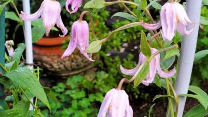 二番花少しですが色々です