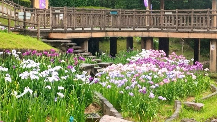 花しょうぶまつり(豊川市赤塚山公園)に行ってきました
