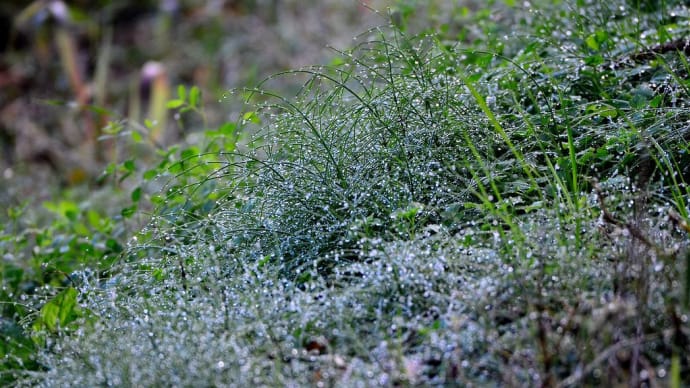 The hillside's dew pearled