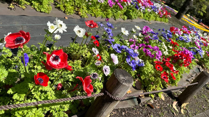 相模原公園はお花がいっぱい