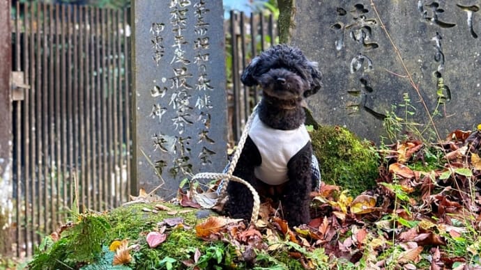 浄蓮の滝 犬と南伊豆旅行③