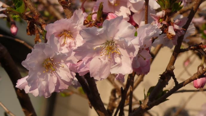 一関市東山町の四季桜　2023年4月1日（土）