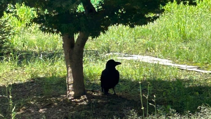 カラスも木陰で休みたい暑さ🥵☀️