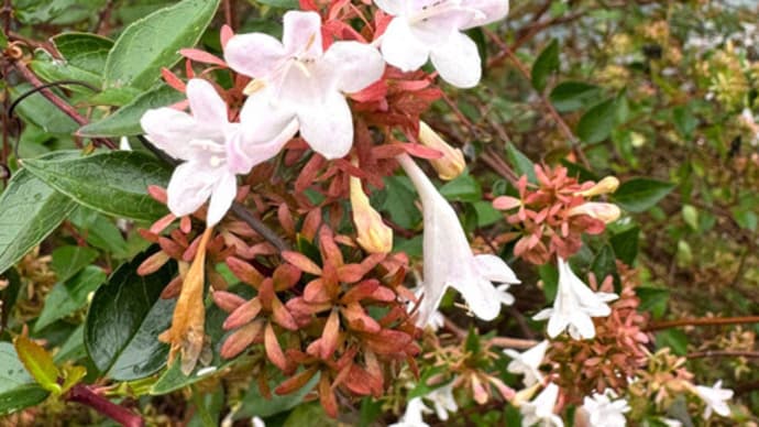 アベリア_ハナツクバネウツギの花と萼