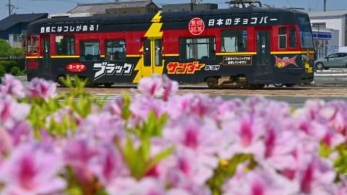 ツツジと市電、其の三