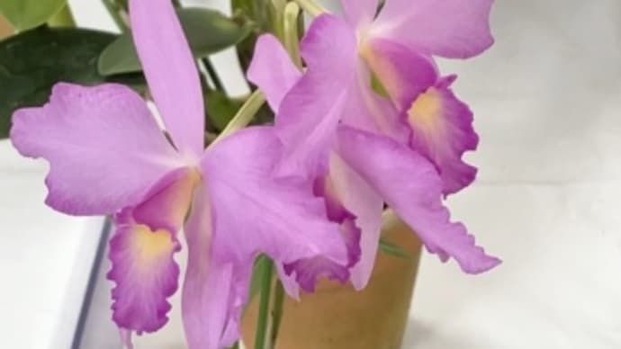 洋ランの花(その1)