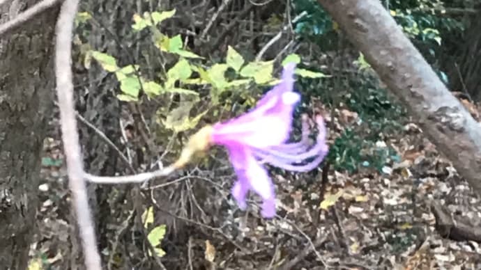 山小屋で、紅葉狩りに行くとカラムラサキツツジの花が咲いている。