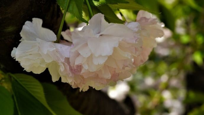 京王フローラルガーデンの春(8):八重桜1