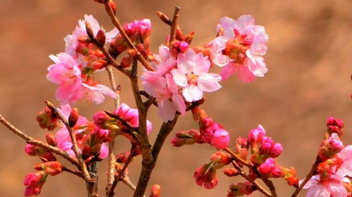 .庭の桜開花です。