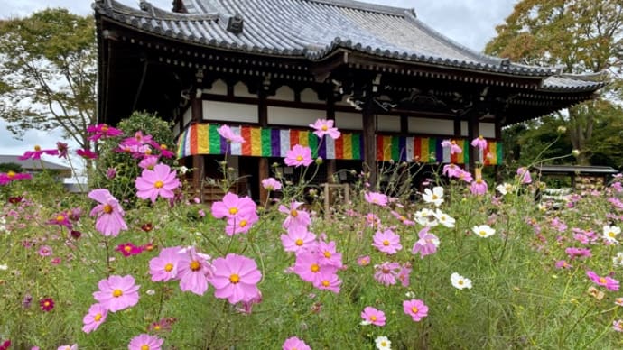 映えスポットの花の寺で季節がわからん