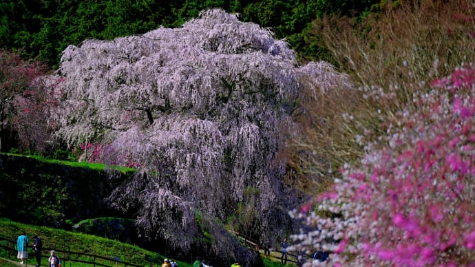 又兵衛桜(本郷の瀧桜) 1