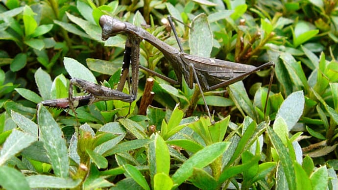 カマキリ