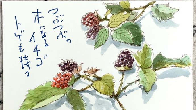 つぶつぶの 木になるイチゴ トゲも持つ
