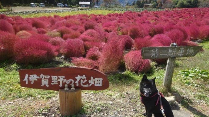 伊賀野の花畑 コキア