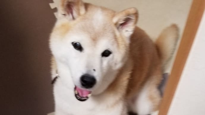 クリンもブリーダー廃業による持ち込み😃