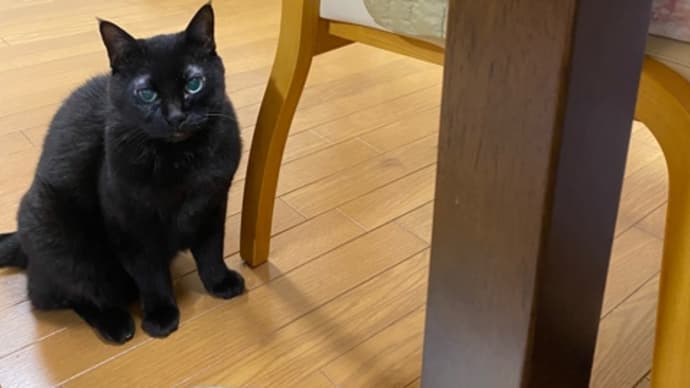 今日のねこやしき