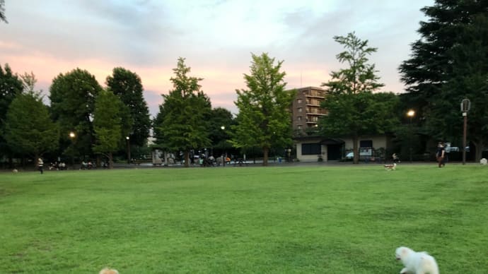 夏は夕方散歩