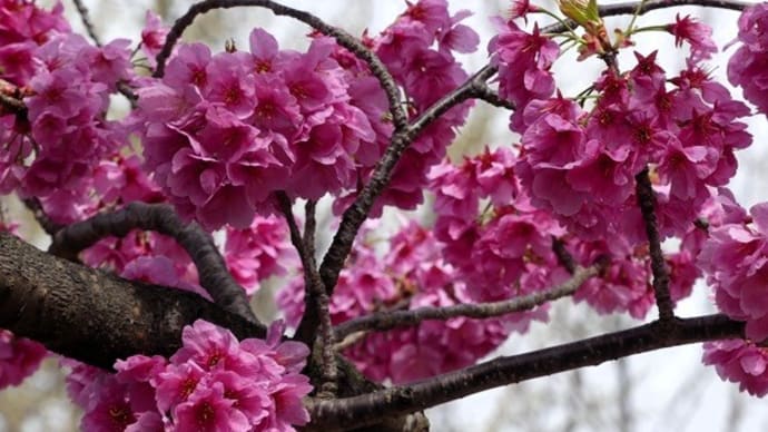 #9326 '25 横浜緋桜🌸