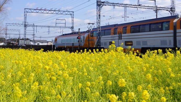 明和町「斎宮の菜の花畑」見てきました~(^^) 2024