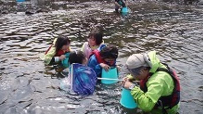 磯の生き物を探せ！