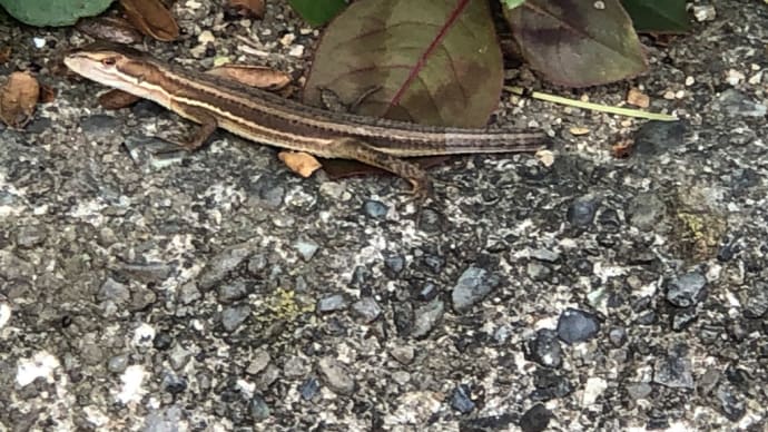 尻尾のない カナヘビとか 変なナメクジ?カタツムリ?