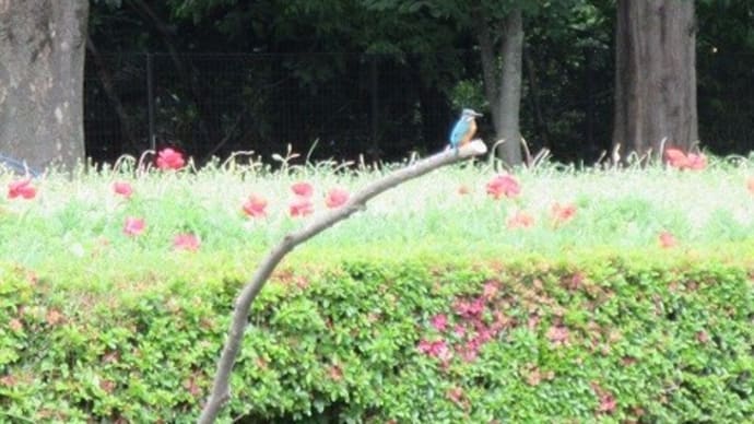 ファミマのクレープ と 公園散歩!