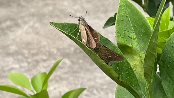虫たちの晩夏と回る道しるべ