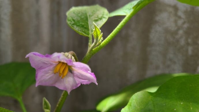 茄子のよゐ子 植え付け🍆