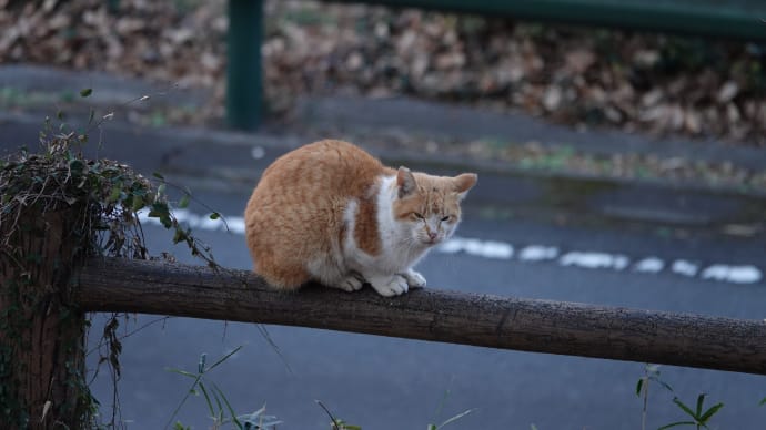 あしたは猫の日🐈