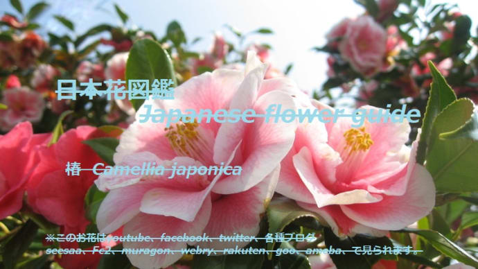 最後のお披露目は華やかに？！The final announcement is　gorgeous?