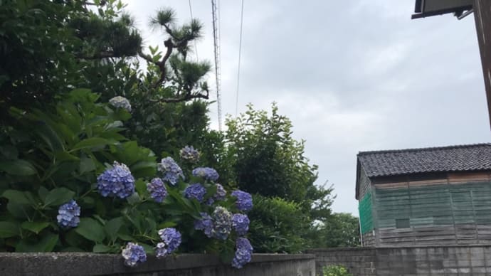 頑張って咲いている